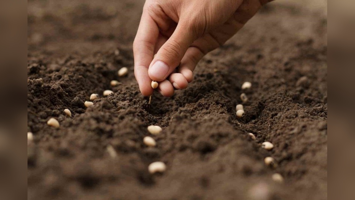 Tohumluk üretimi arttı: Meyve fidanı üretiminde düşüş yaşandı