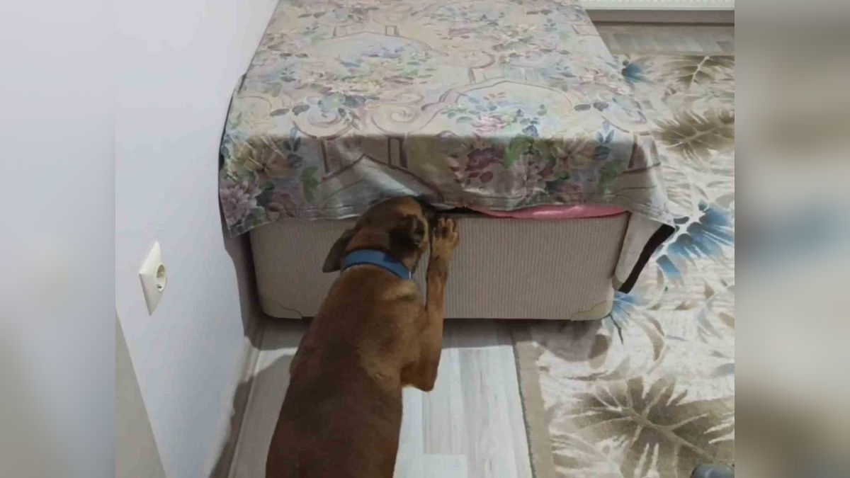 Aksaray'da narkotik köpeği 1 kilo 464 gram uyuşturucu buldu