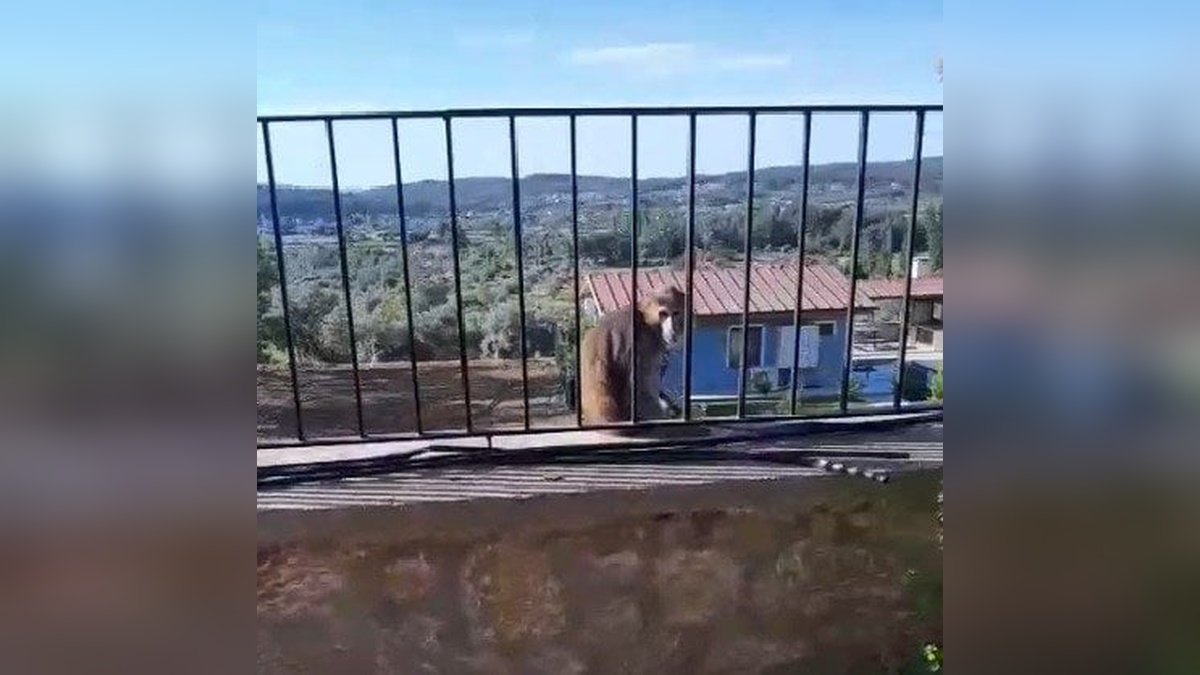 Muğla'da sokakta dolaşan maymun paniğe neden oldu