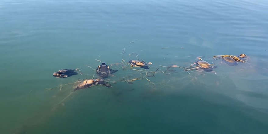 Sapanca Gölü'nde 'hayalet ağ' katliamı
