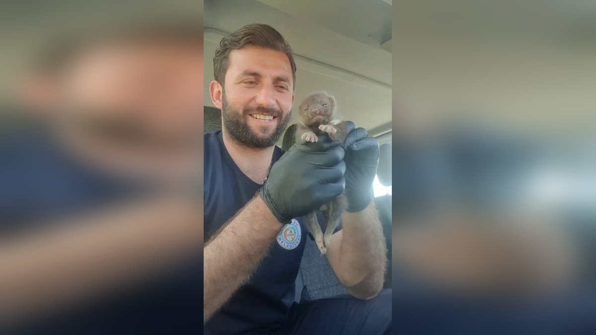 Karasu'da ayı yavrusu ihbarı sansar çıktı: Neden siz tavuklara saldırıyorsunuz?