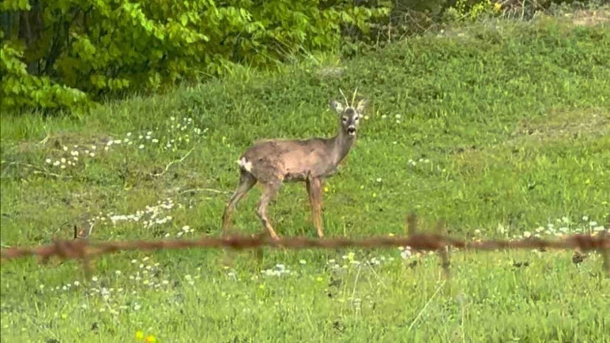 Taşova yaylasında Karaca keyfi