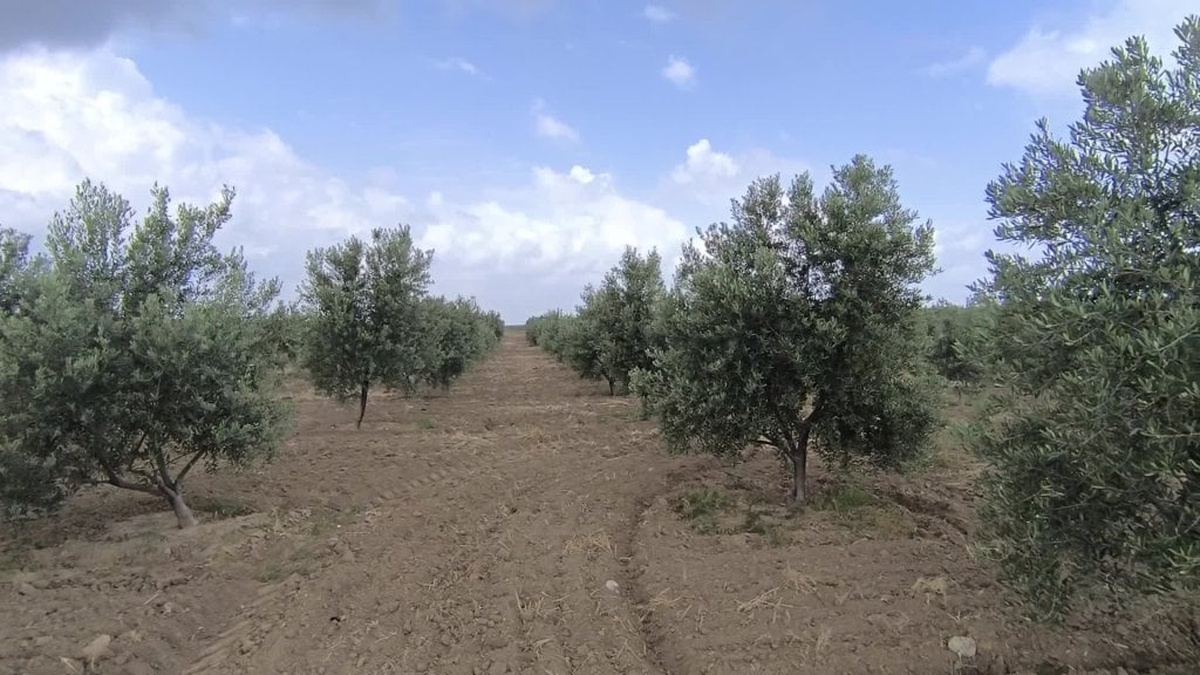 Kadirli'de zirai don zeytin üreticisini vurdu: Üretici iflas, hali perişan