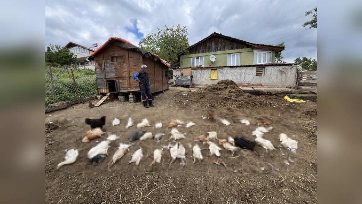 Kocaeli'nde başıboş köpekler 80 kümes hayvanını telef etti