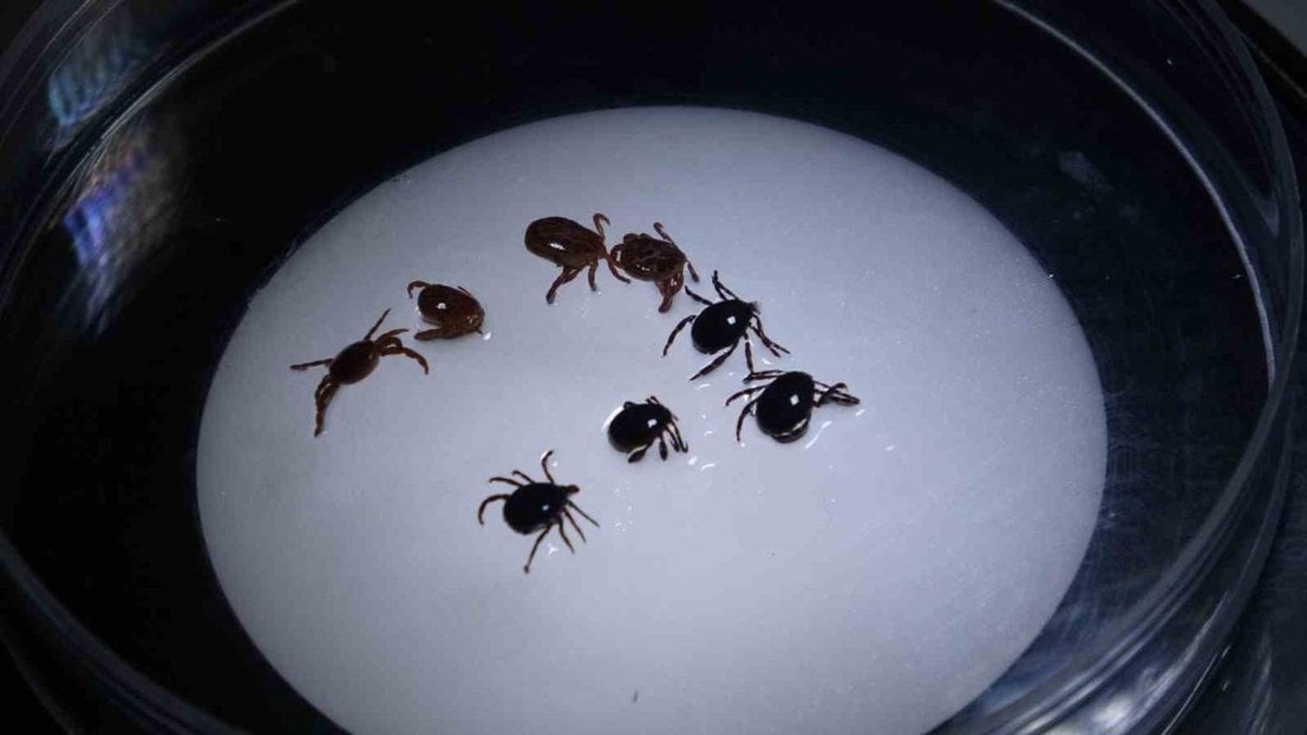 Sivas'ta Kırım Kongo Kanamalı Ateşi vakaları: Bir kişi hayatını kaybetti