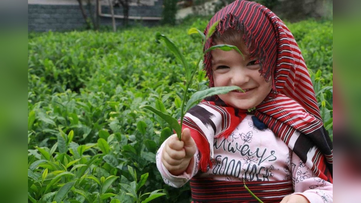 Rize'de yaş çay taban fiyatı: Kimi sevindi, kimi yetersiz buldu
