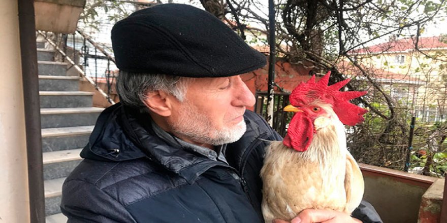 Postacıyı kovalayan "Horoz Hüsnü" ilgi odağı oldu