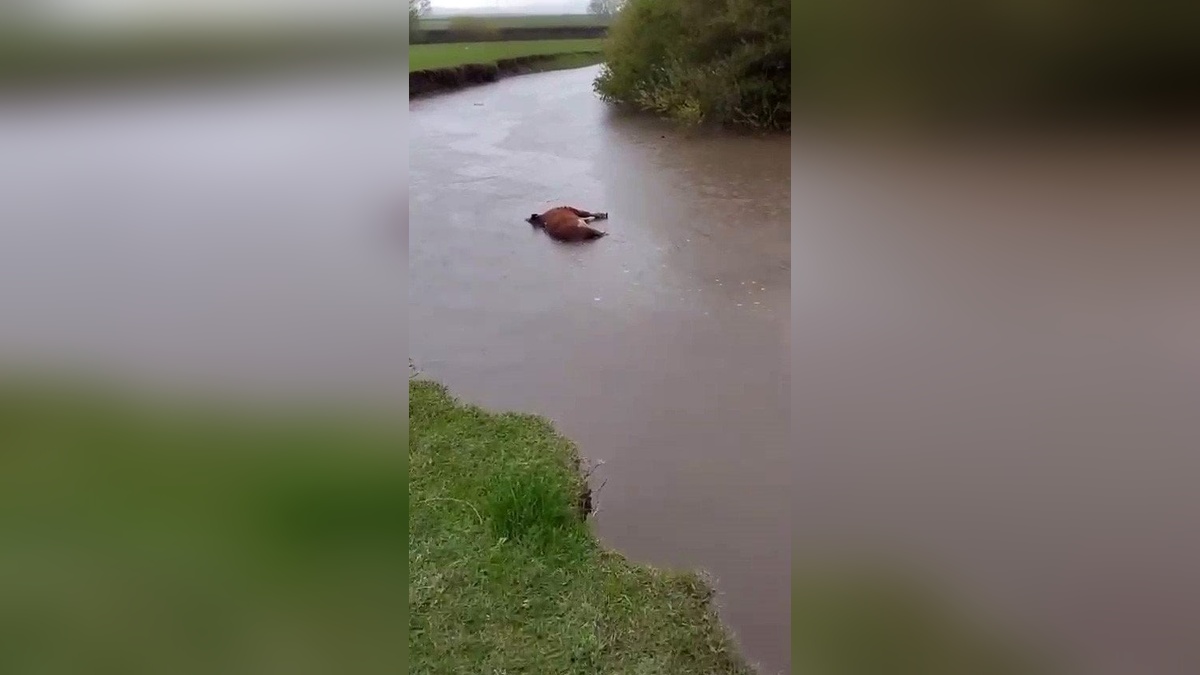 Kars'ta sel sularına kapılan büyükbaş hayvan telef oldu