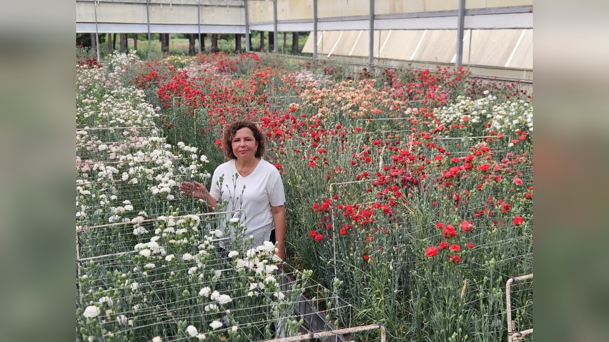 Batem'den karanfil üreticilerine müjde: Yerli ve hastalığa dayanıklı türler geliyor