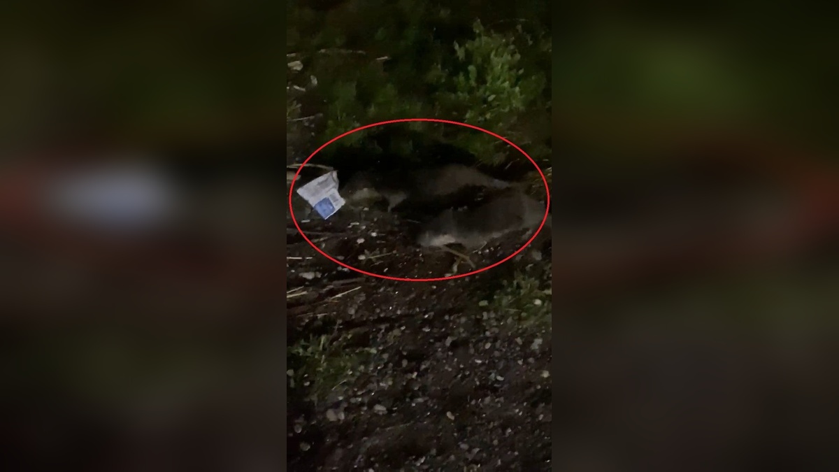 Diyarbakır'da su samurları yiyecek için çöpleri karıştırıyor: Su kirliliği, beslenme düzenlerini etkiliyor