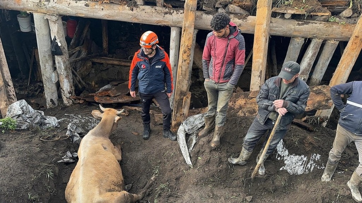 Ardahan'da çöken ahırda 3 inek telef oldu