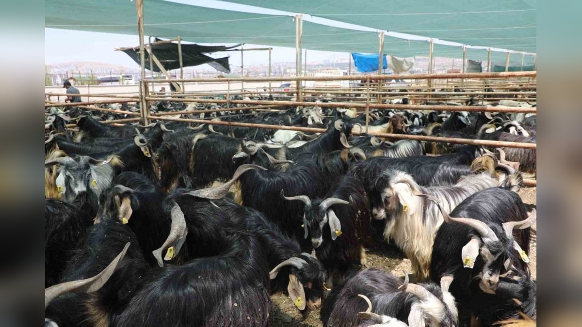 Elazığ Belediyesi: Kurban Bayramı hazırlıkları başladı