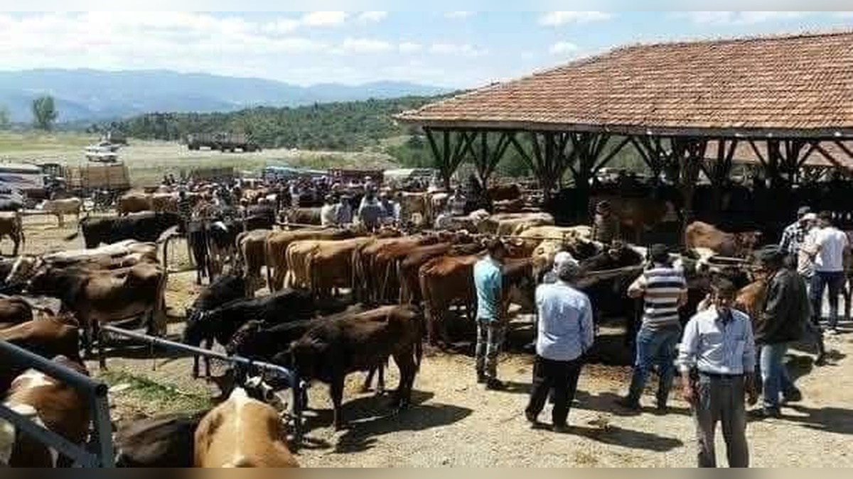 Tosya'da şap hastalığı paniği: Kurban pazarı karantinaya alındı