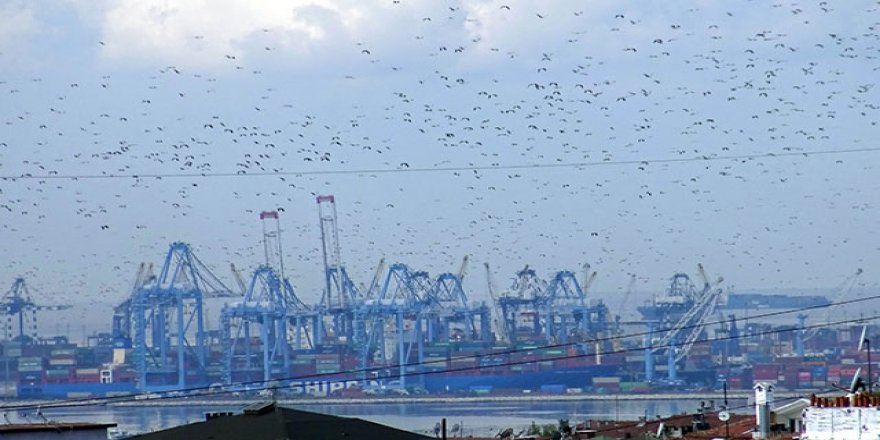 İstanbul'dan geçen göçmen kuşlar üzerinde virüs araştırması