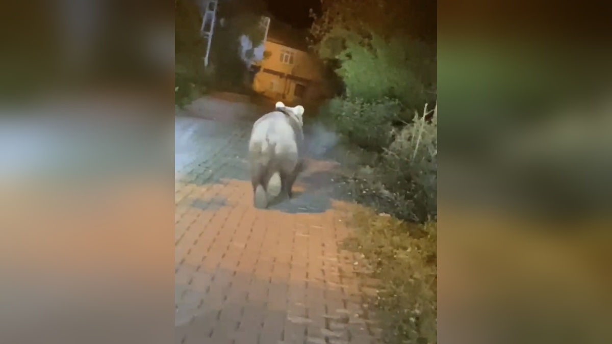 Ulus'ta yola inen bozayı, otomobildekiler tarafından görüntülendi