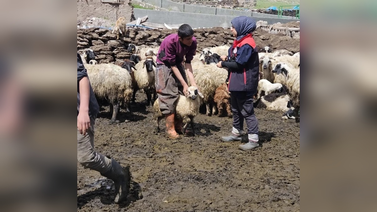 Ağrı Diyadin'de küçükbaş hayvanlara küpeleme ve aşılama çalışmaları sürüyor