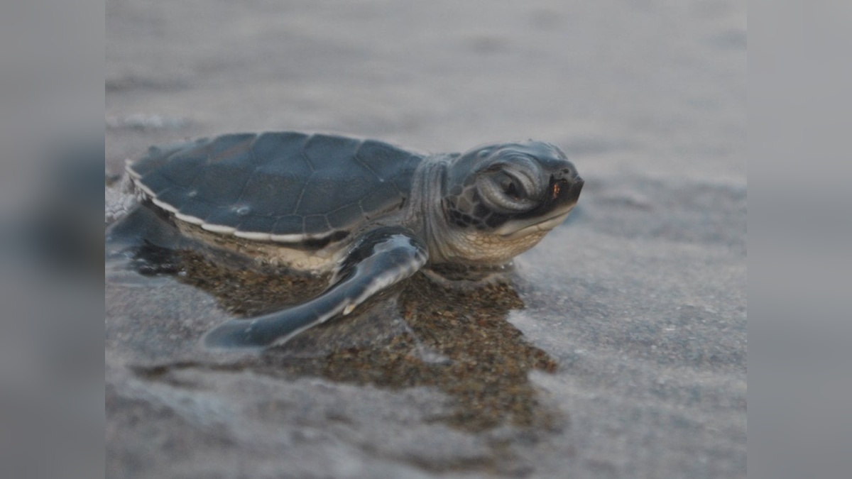 Tarım ve Orman Bakanlığı: 760 bin yavru deniz kaplumbağası denizle buluştu