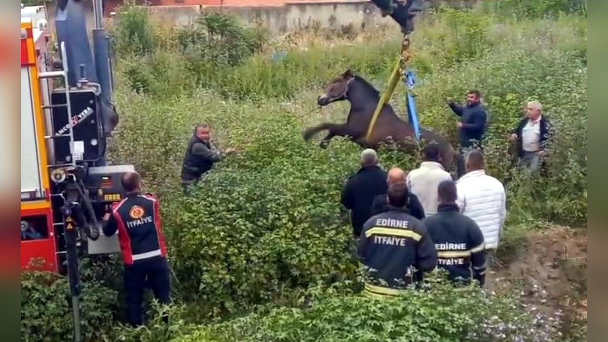 Edirne'de at kurtarma operasyonu: İtfaiye ve vinç yardımıyla çukurdan çıkarıldı