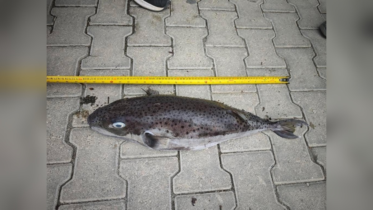 Datça kıyılarında dev balon balığı: 68 santimetre boyundaki zehirli balık imha edildi