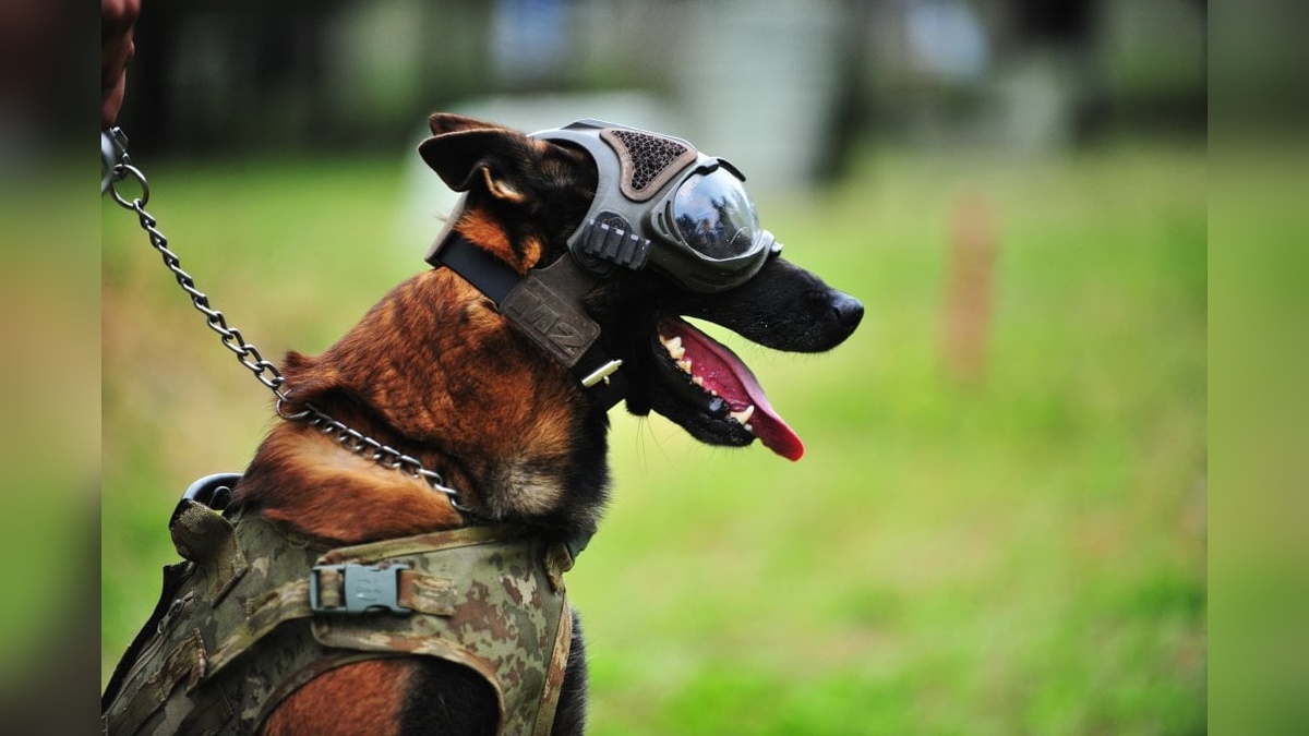 Bursa'da Mehmetçiğin sadık dostları: Askeri köpekler 8 farklı branşta eğitiliyor