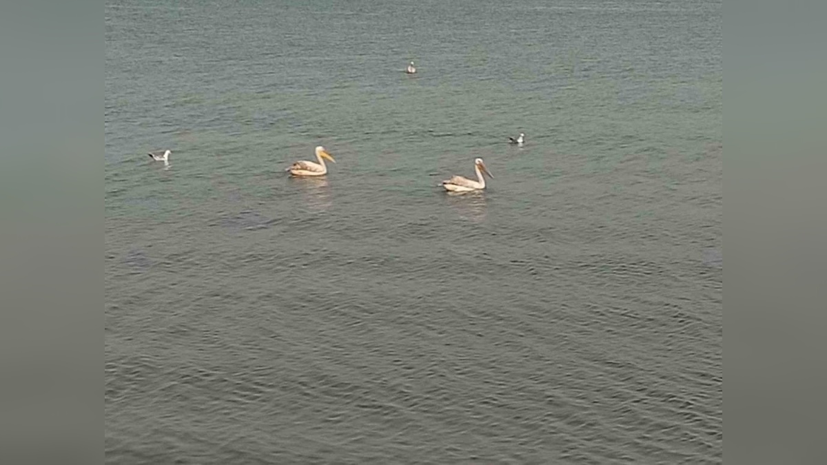 İznik Gölü'nde kuşlar görsel şölen sundu: Pelikanlar ve leylekler görenleri büyüledi