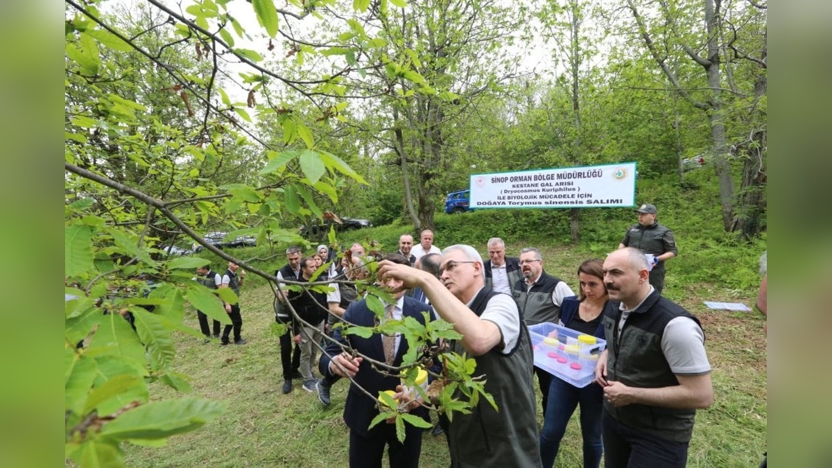 Sinop'ta kestane gal arısına karşı doğa dostu mücadele: Avcı böcekler göreve başladı