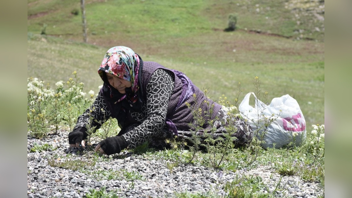Sivas'ta madımak sezonu: Kilosu 150 liraya kadar çıkıyor