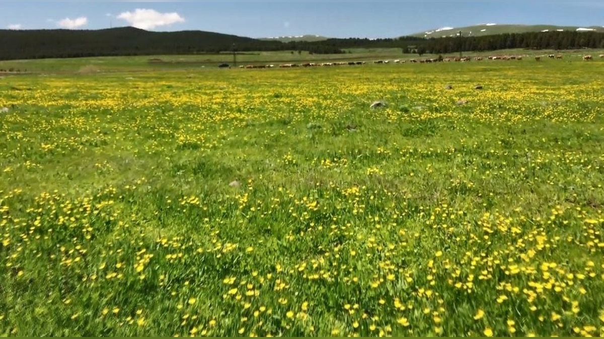 Sarıkamış'ta baharın müjdecisi sarıçiçekler: Doğanın renk cümbüşü