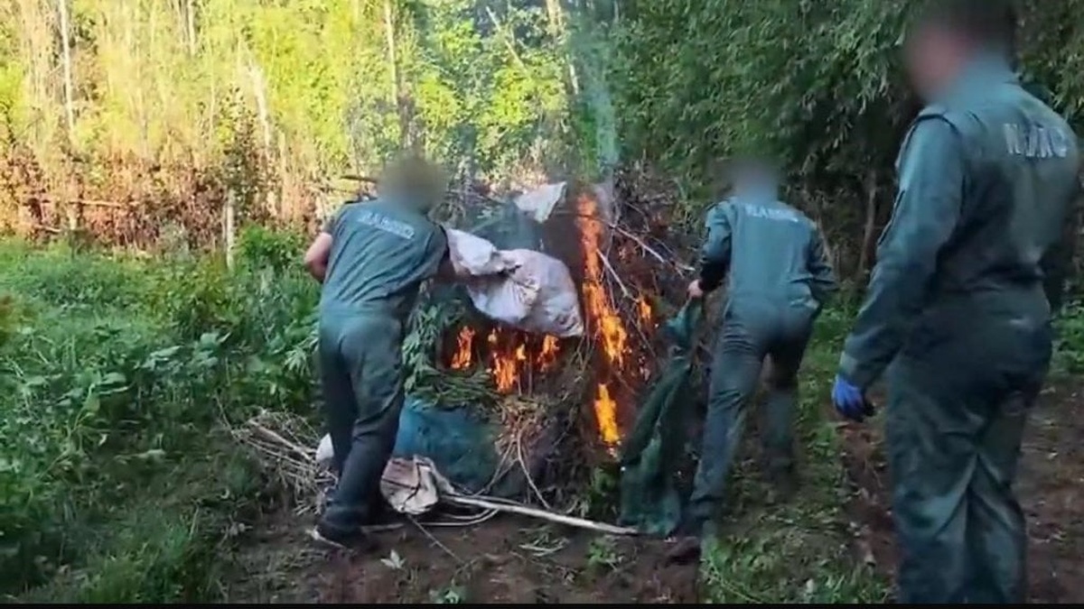 Diyarbakır Hevsel Bahçeleri'nde dev operasyon: 2 milyar TL değerinde kenevir imha edildi