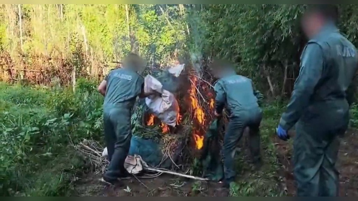 Diyarbakır'da dev operasyon: Hevsel Bahçeleri'nde 30 bin kök kenevir ele geçirildi