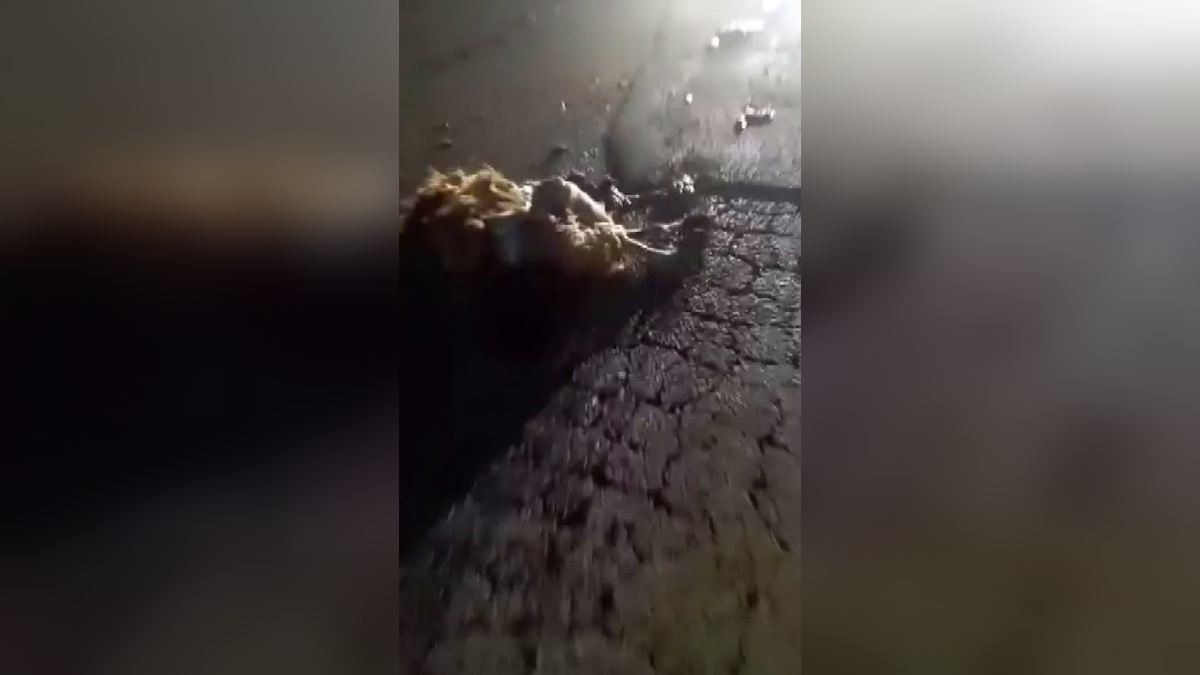 Reyhanlı'da trafik kazası: 10 küçükbaş hayvan telef oldu