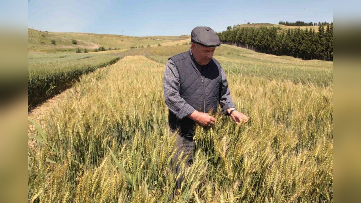 Gelibolu'da buğday ve arpa hasadı tarla günü: 14 çeşit buğday, 2 çeşit arpa incelendi