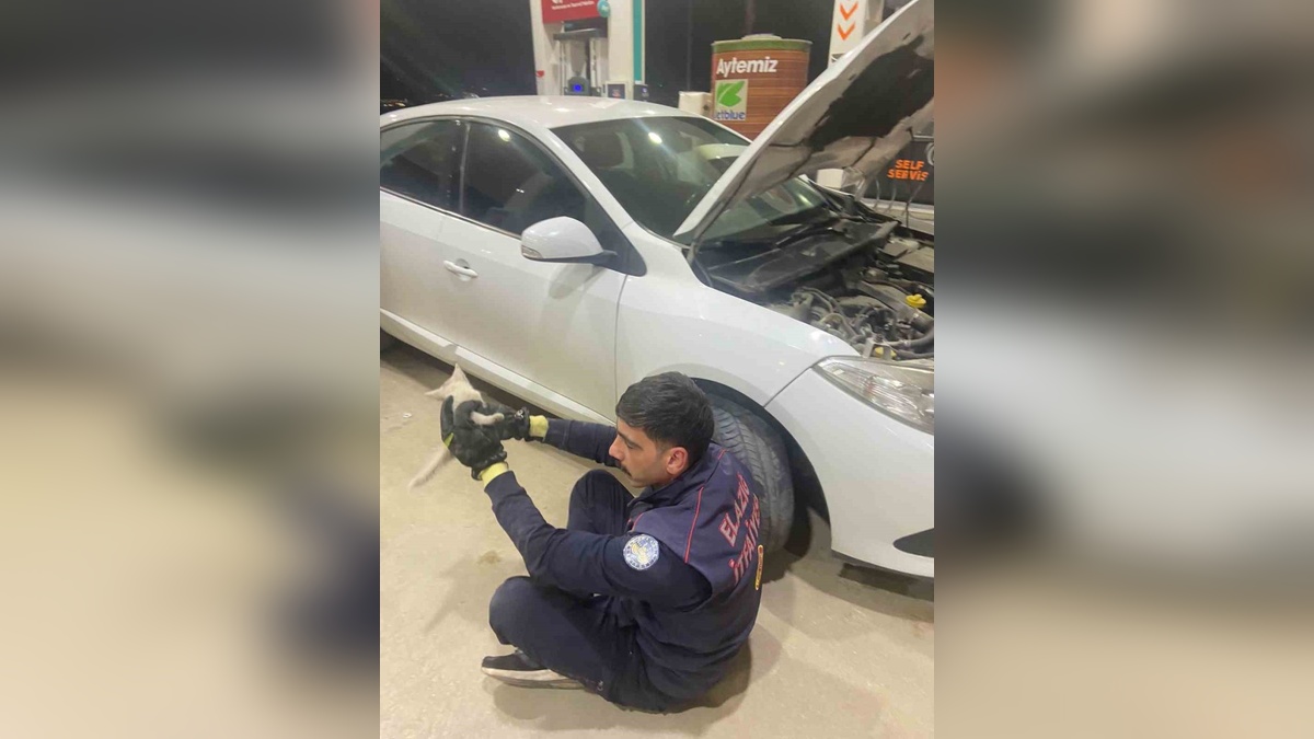 Elazığ'da kedi kurtarma operasyonu: İtfaiye, araç motoruna sıkışan kediyi kurtardı
