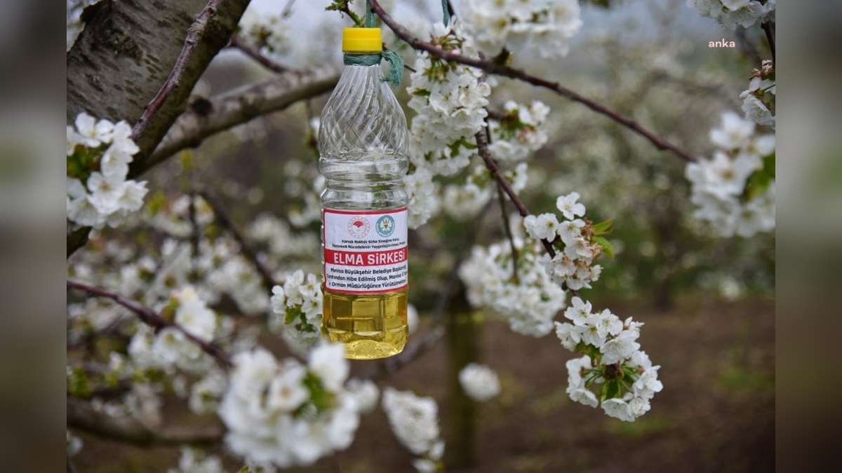 Manisa Büyükşehir Belediyesi'nden çiftçilere 165 bin biyoteknik tuzak desteği