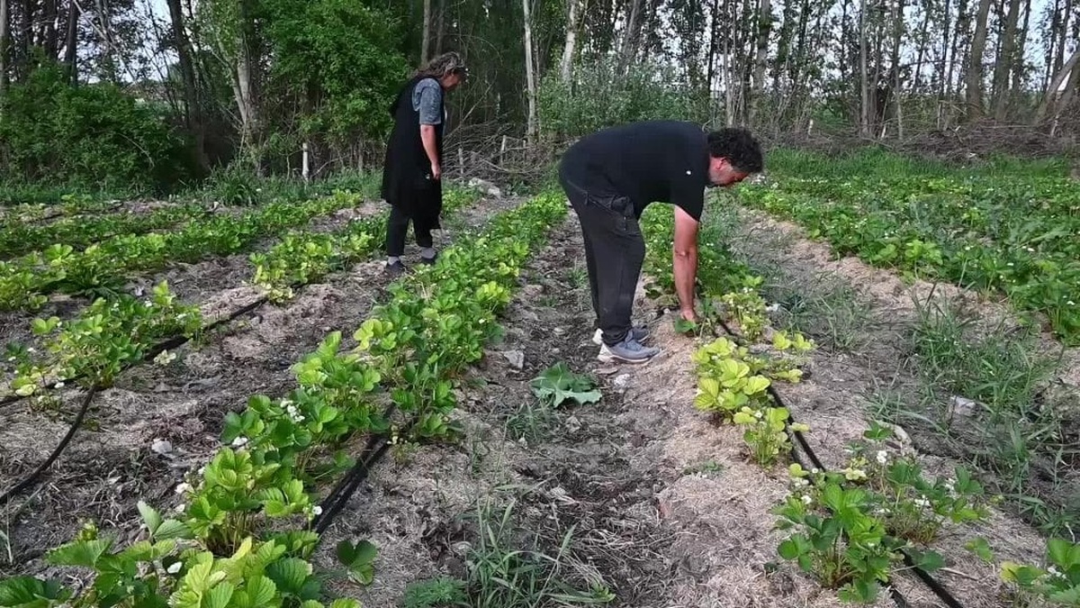 Yozgat'ta çilek bahçeleri artıyor: Üreticiye destek sağlanıyor