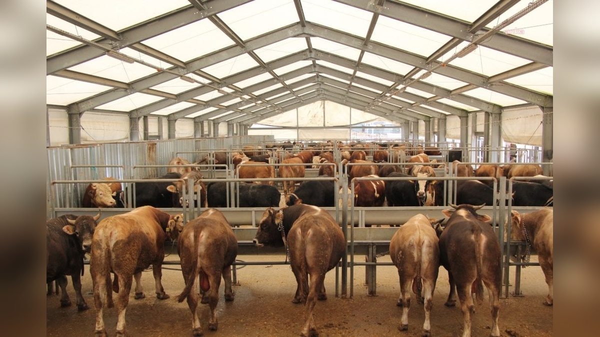 İBB'den kurban bayramı hazırlığı: Dört tesiste satış ve kesim hizmeti