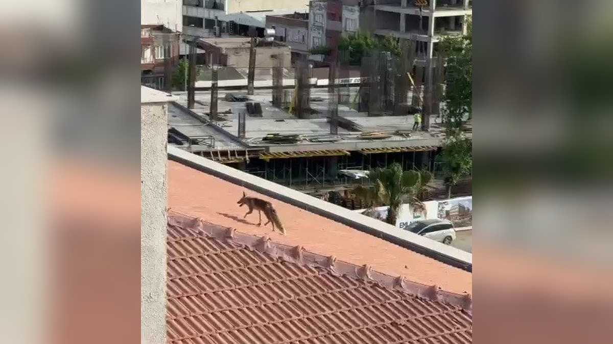 Adıyaman'da inşaat tepesinde tilki kovalamacası: İtfaiye ekipleri ve işçiler seferber oldu