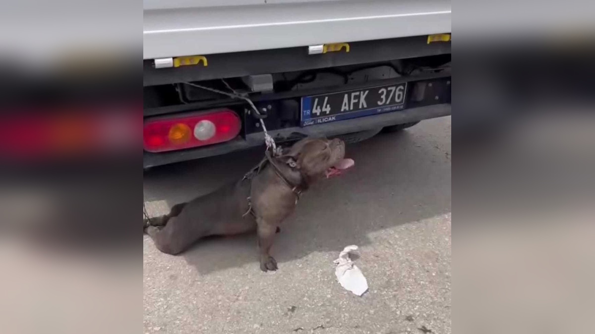 Malatya'da pitbull saldırısı: Kadın yaralandı