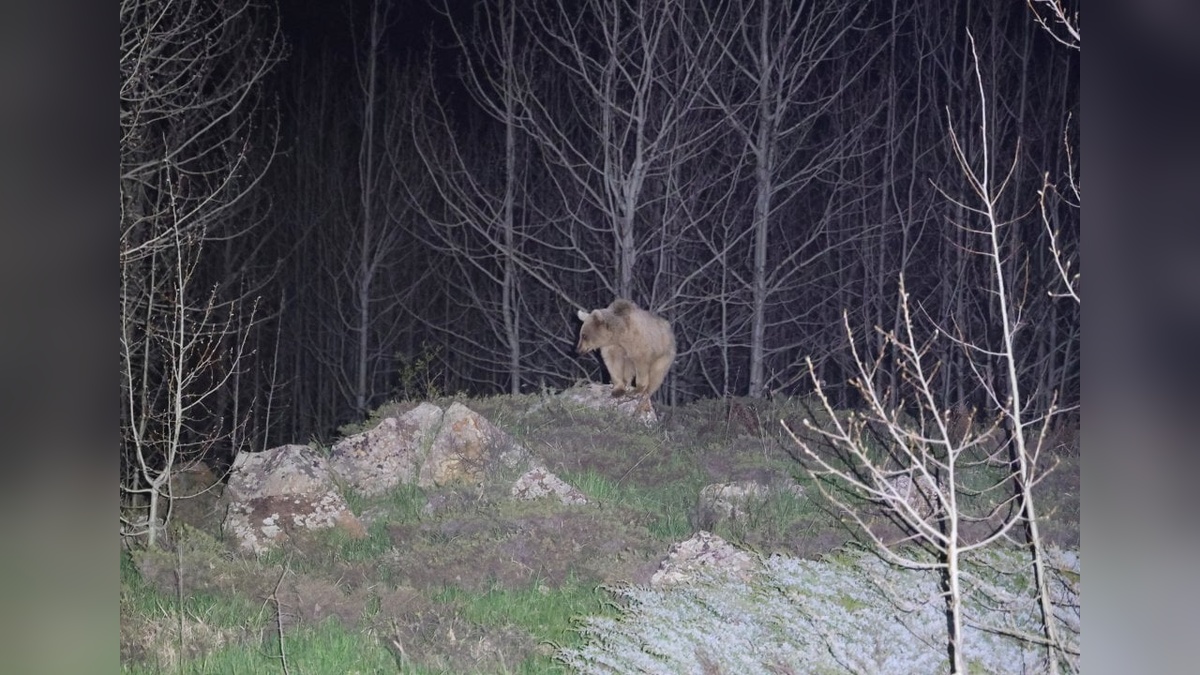 Bitlis'te Nemrut Krater Gölü'ndeki ayılar kış uykusundan uyandı