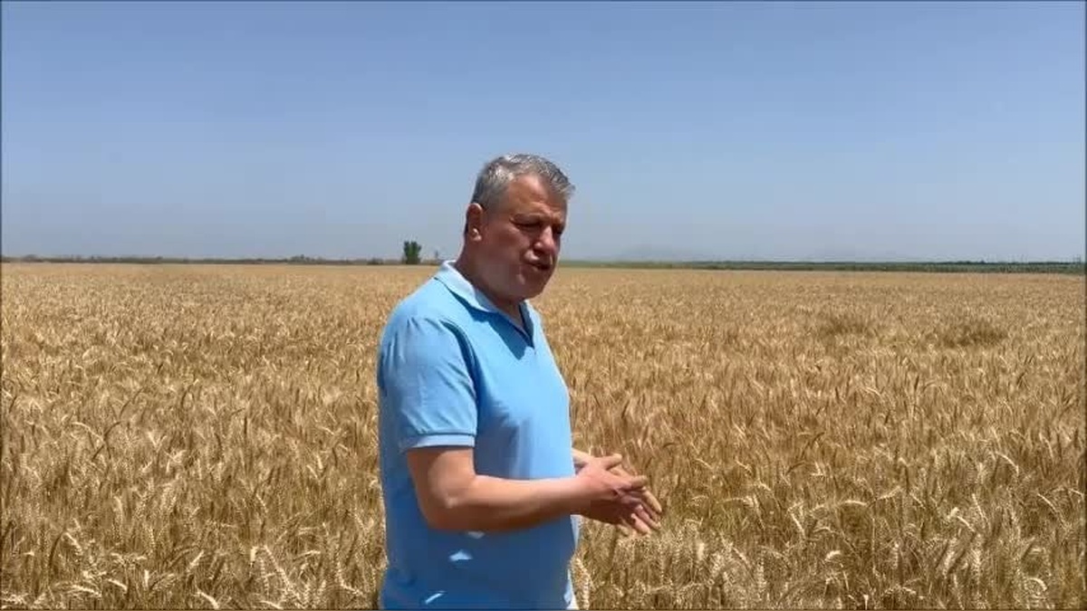 CHP Adana Milletvekili Ayhan Barut: Buğday alım fiyatı en az 20 lira olmalı