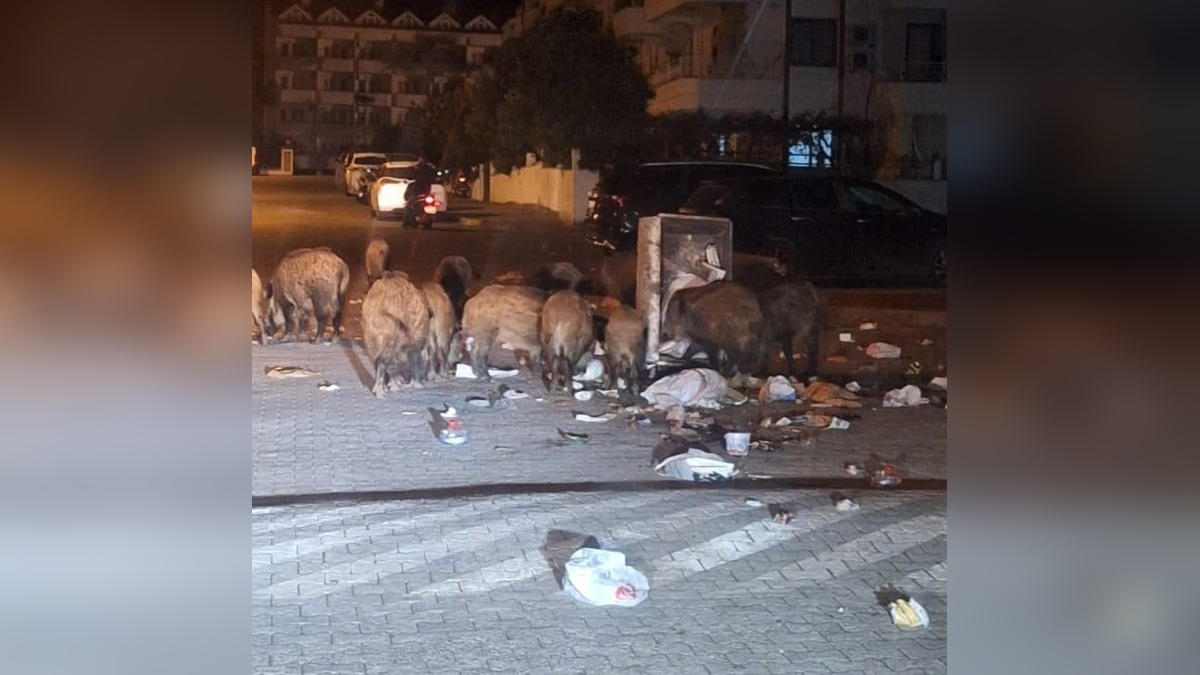 Marmaris'te yaban domuzu istilası: Vatandaşlar tedirgin