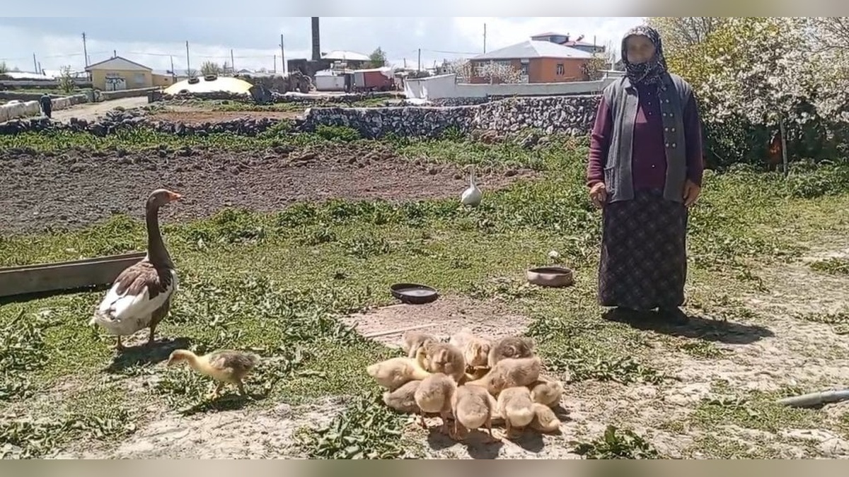 Kars kazları altınla yarışıyor