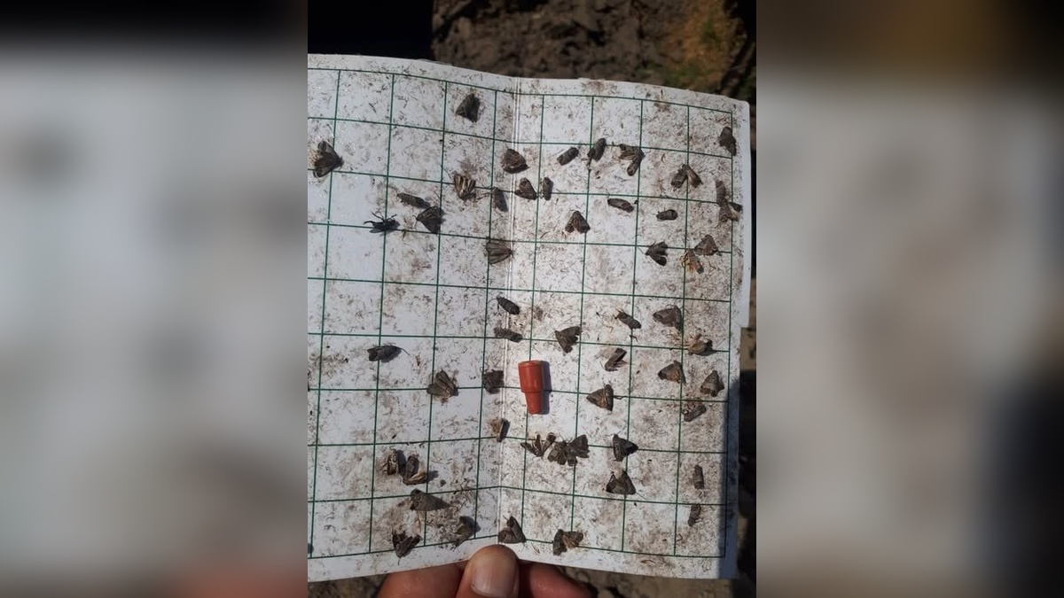 Salihli Tarım ve Orman Müdürlüğü'nden meyve üreticilerine iç kurdu uyarısı