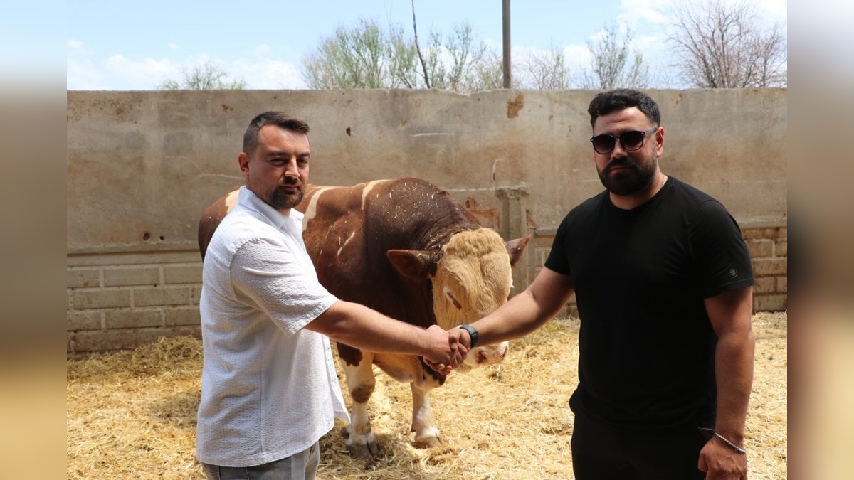 Kayseri'den Sakarya'ya 540 bin TL'lik şampiyon boğa satışı