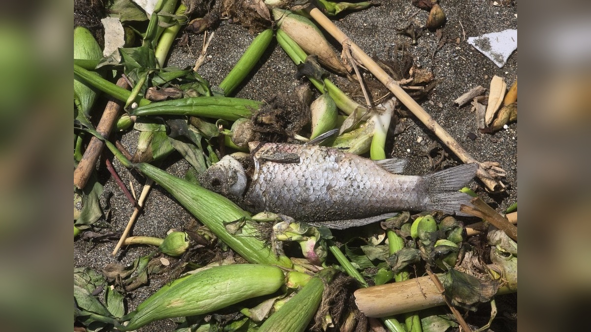 Samandağ'da balık ölümleri: Asi Nehri kıyılarını ölü balıklar kapladı
