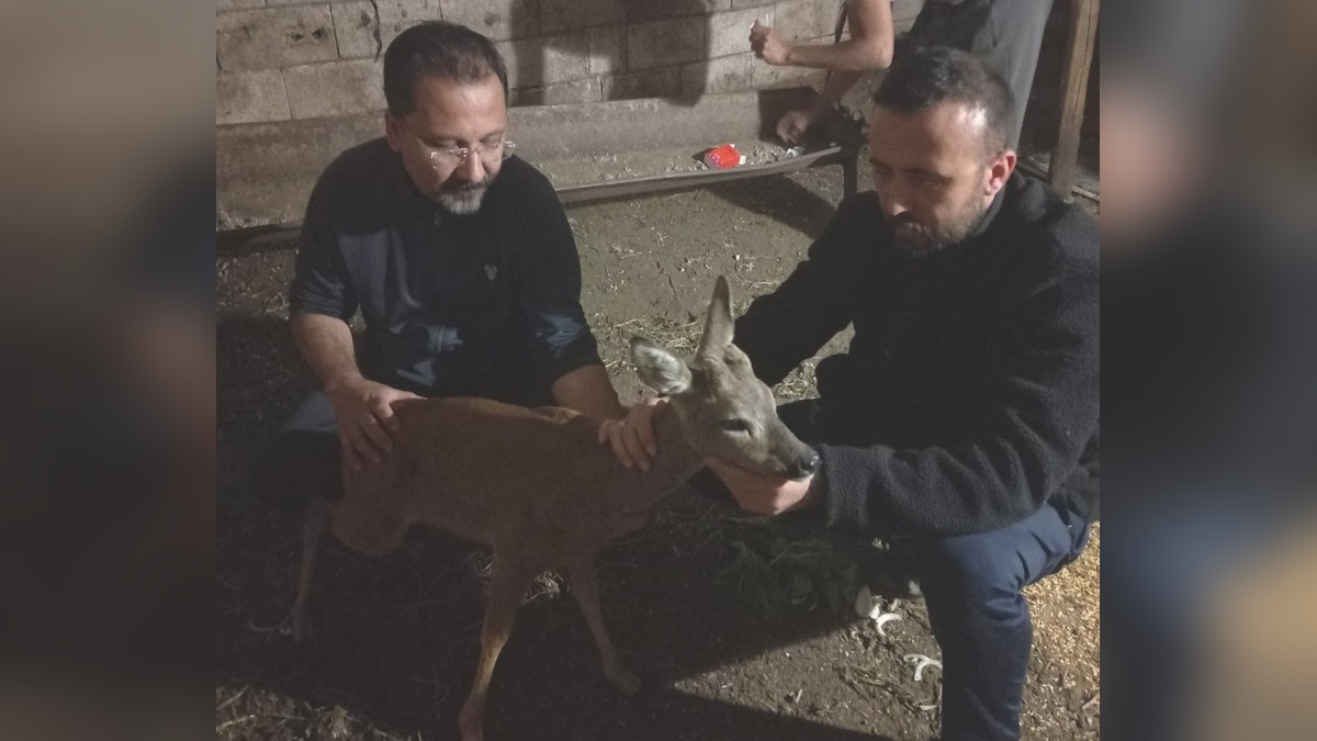 İslahiye'de köpeklerin saldırısına uğrayan karaca tedavi altına alındı
