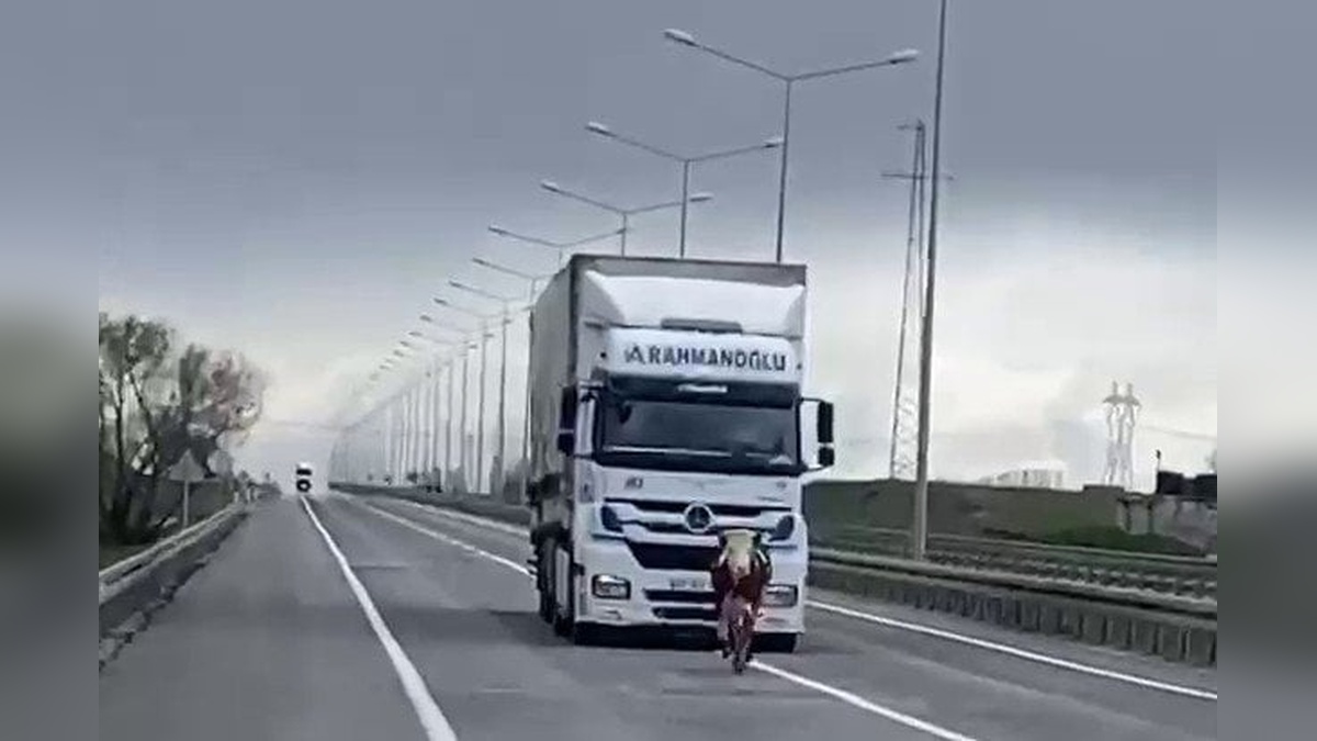 Erzurum'da tosun karayolunda tehlikeli anlar yaşattı