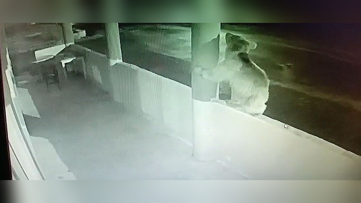 Bayburt'ta aç yavru ayı, alabalık lokantasını ziyaret etti