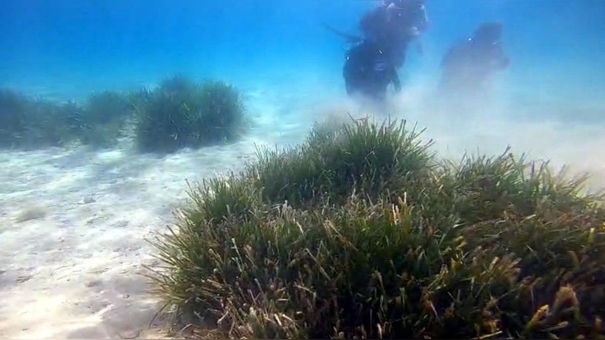 Prof. Dr. Tecer: Deniz çayırları yok oluyor