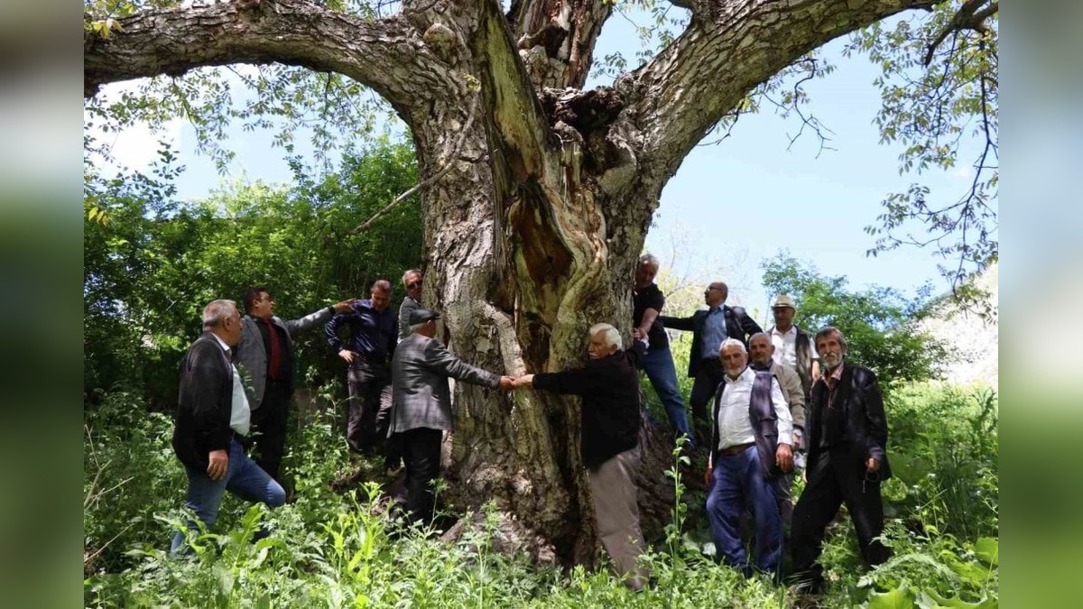 Oltu'da 300 yıllık ceviz ağacı zamana meydan okuyor